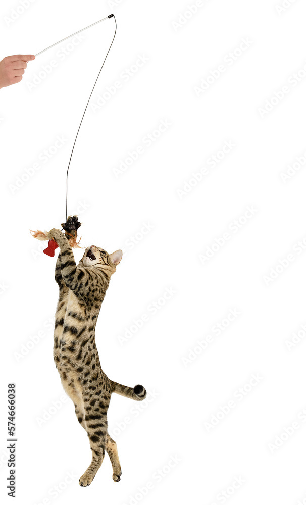Fototapeta premium Pretty cat playing with wings, cat plays with a toy