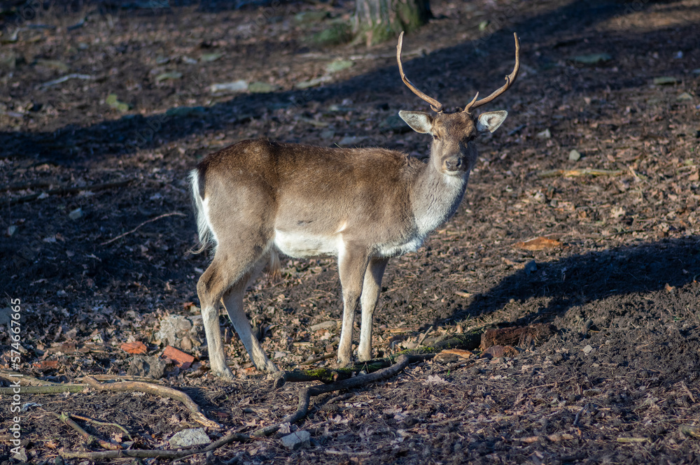 Dama European fallow deer brown color wild ruminant mammal on pasture in autumn winter time, beautiful woodland animal Dama European fallow deer brown color wild ruminant mammal on pasture in autumn winter time, beautiful woodland animal