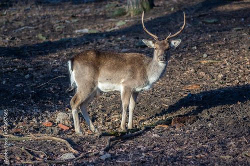 Dama European fallow deer brown color wild ruminant mammal on pasture in autumn winter time, beautiful woodland animal © Iva
