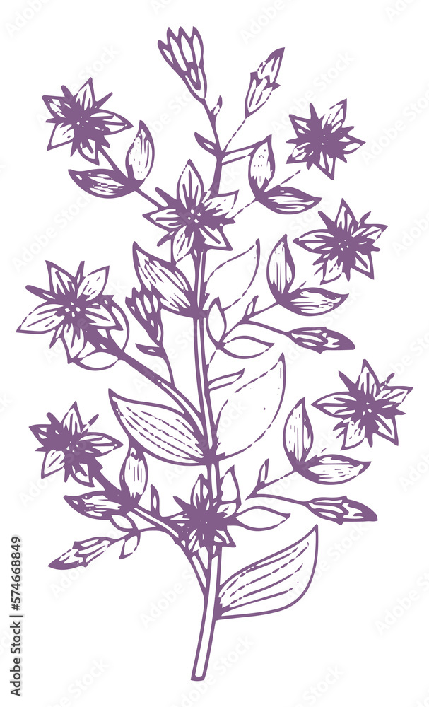 Hand drawn plant. Blooming herb botanical drawing
