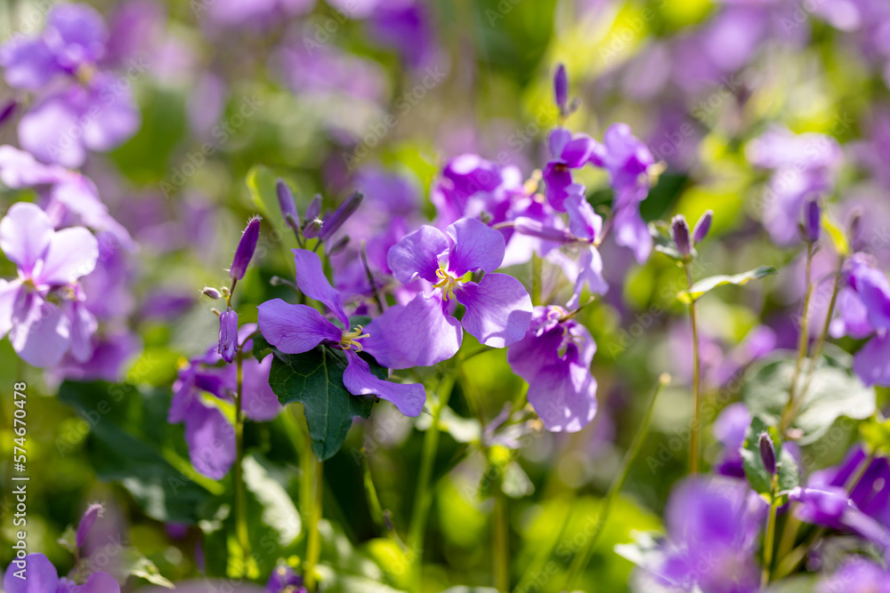 The park is heavily planted with Orychophragmus violaceus The park is heavily planted with Orychophragmus violaceus