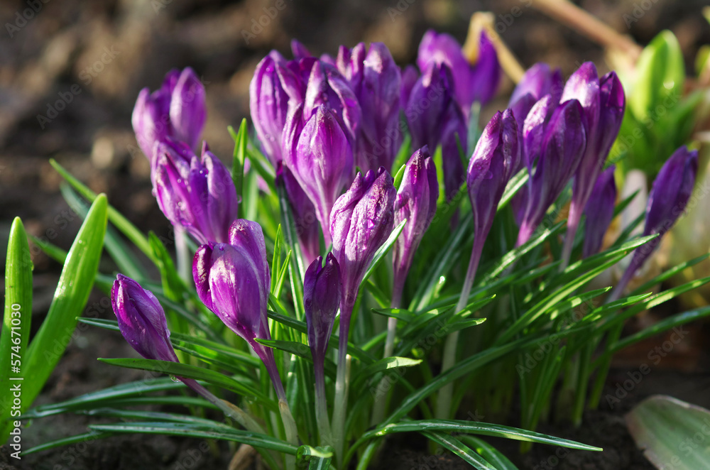 Spring. First spring flowers close-up Spring. First spring flowers close-up