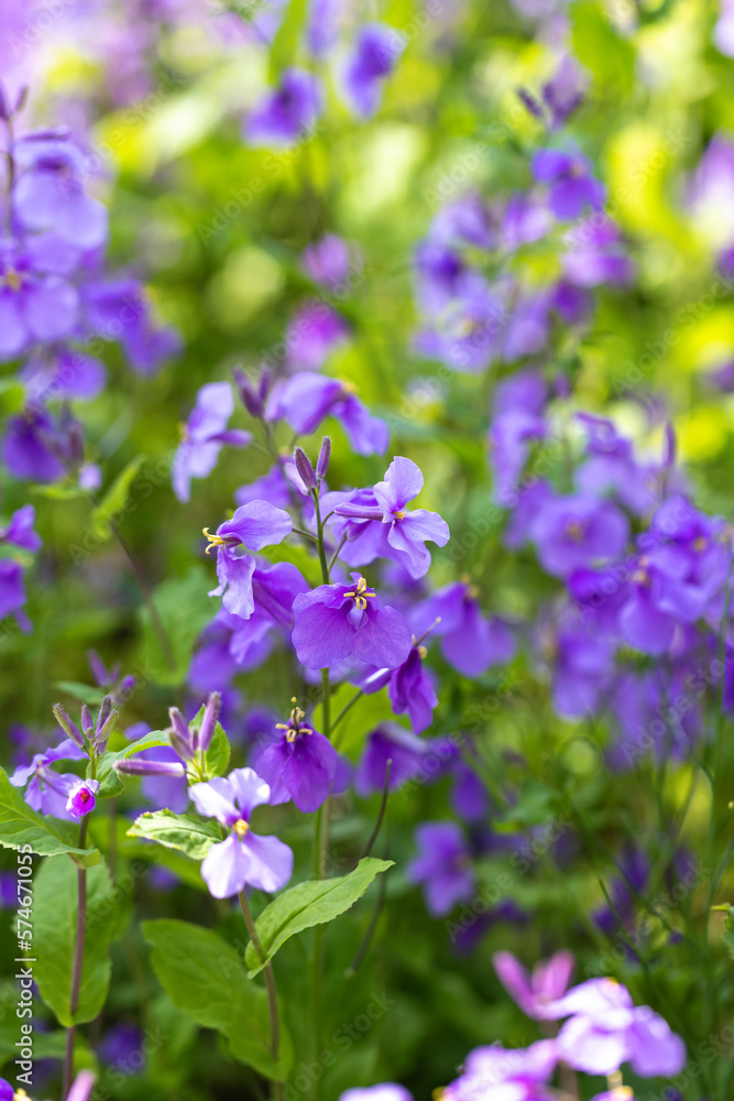The park is heavily planted with Orychophragmus violaceus The park is heavily planted with Orychophragmus violaceus