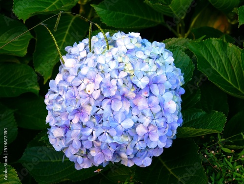 Fleur d'hortensia hydrangea macrophylla bleu sur l'île de Sao Miguel dans l'archipel des Açores au Portugal photo