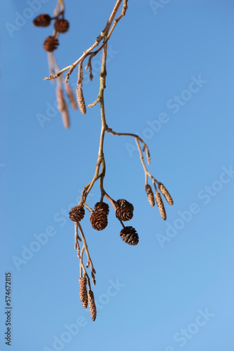 Closeup of a group of pinecones hanging from a branch on a pine tree isolated against a blue sky and background during a winters day. Detail cluster of botanical growth in a remote area or backyard