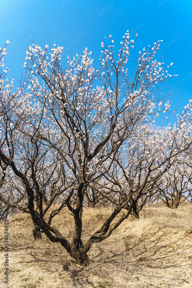 In spring, branches full of apricot blossom under the blue sky In spring, branches full of apricot blossom under the blue sky