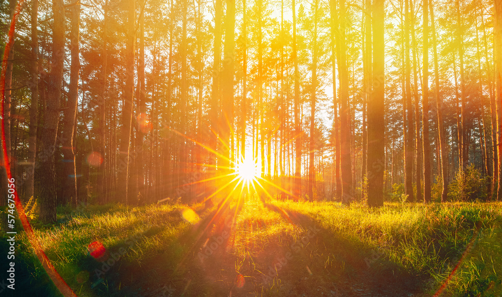Obraz premium Beautiful Sunset Sunrise Sun Sunshine In Sunny Summer Coniferous Forest. Sunlight Sunbeams Through Woods In Forest Landscape. Amazing Scenic View Bright Sunbeams.