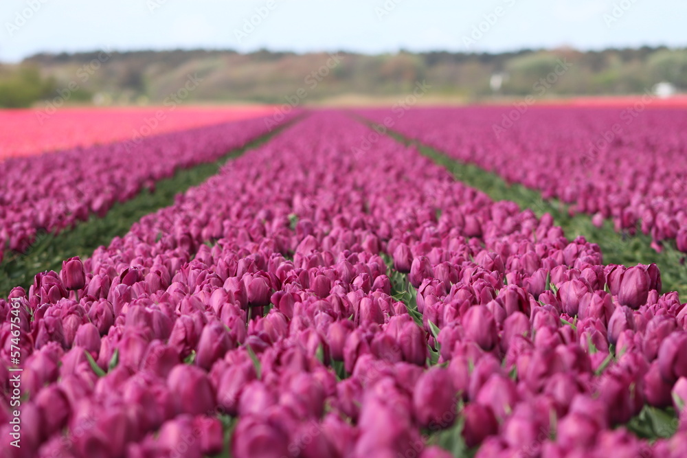 Obraz premium Tulpen