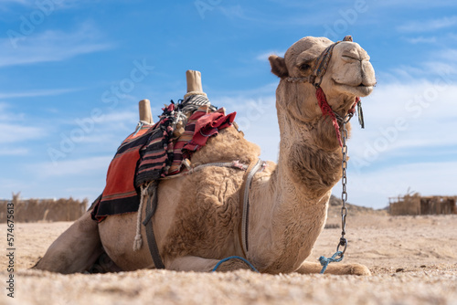 Wielbłąd w Egipcie, Camel photo