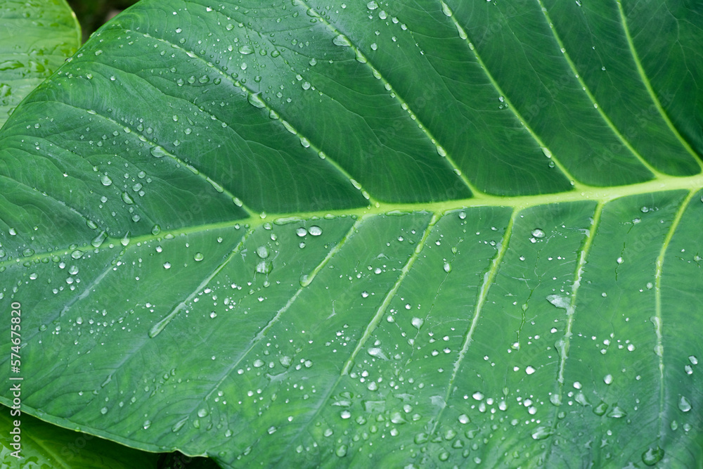 Close-up of a leaf of a tropical plant with raindrops illuminated by the sun in the forest in Mexico Close-up of a leaf of a tropical plant with raindrops illuminated by the sun in the forest in Mexico