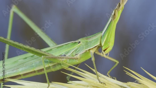Close-up of Giant green slant-face grasshopper Acrida on spikelet on grass and blue sky background. photo