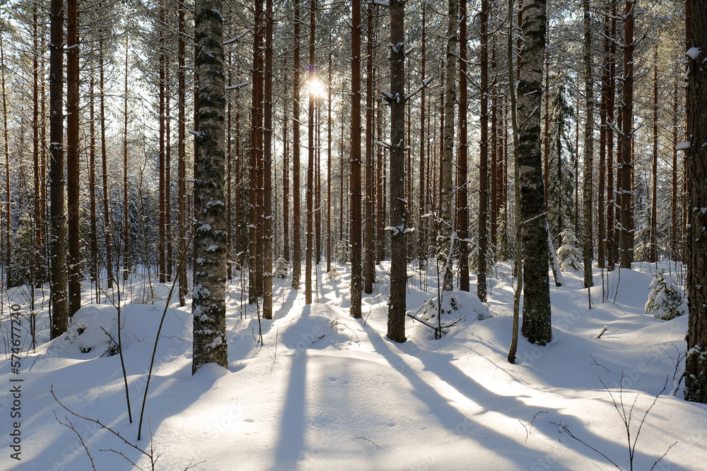 winter forest scenery with sun shining trough the trees. winter forest scenery with sun shining trough the trees.