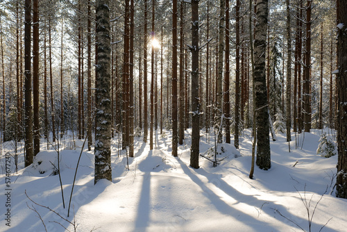 winter forest scenery with sun shining trough the trees.