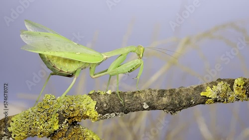 Large female green praying mantis sits wings spread on the tree branch covered with lichen and looks around. Transcaucasian tree mantis (Hierodula transcaucasica) photo