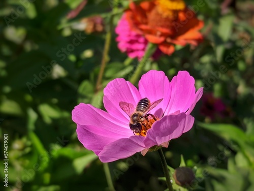 bee on pink flower © Nick