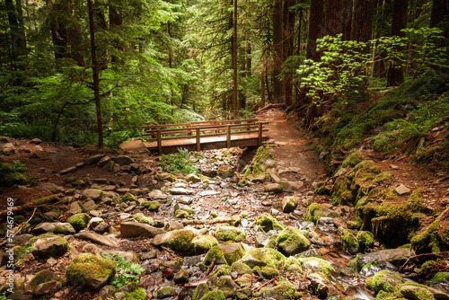 Olympic National Park, Washington, USA on the trail to Sol Duc Falls photo