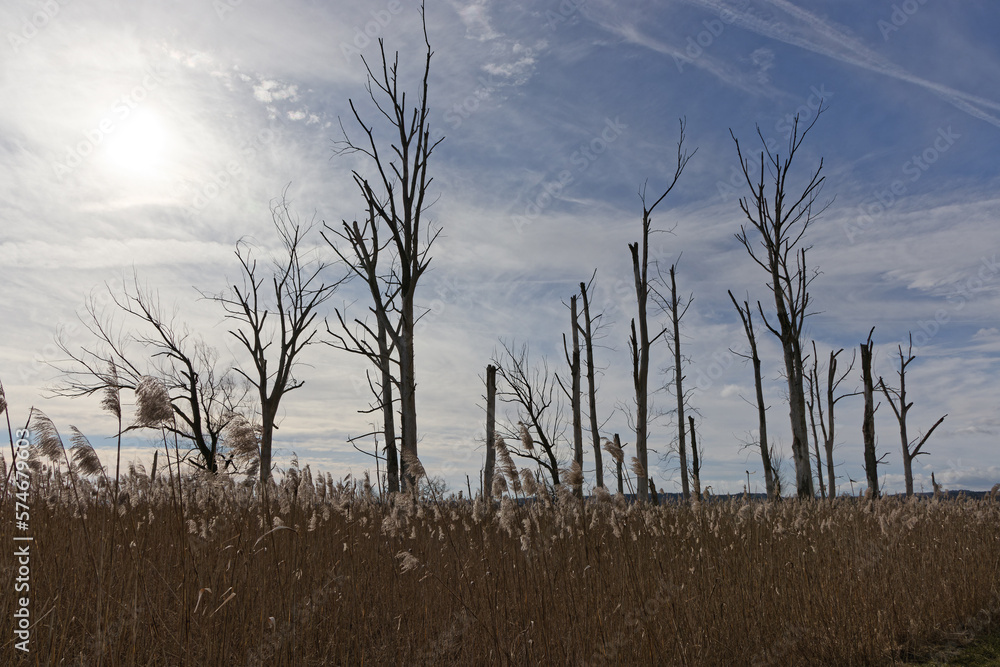 Tree skeletons and reeds under a cloudy sky in the Ampermoos nature reserve, Bavaria, Germany, Europe Tree skeletons and reeds under a cloudy sky in the Ampermoos nature reserve, Bavaria, Germany, Europe