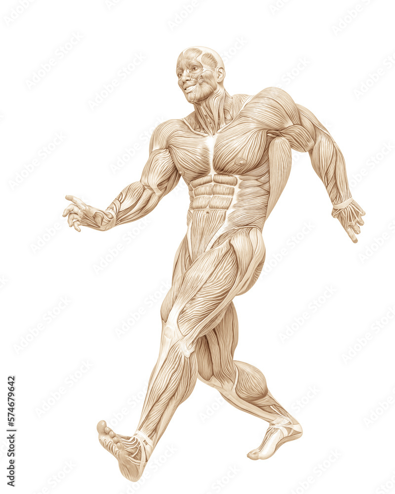 muscle man anatomy in an white background muscle man anatomy in an white background