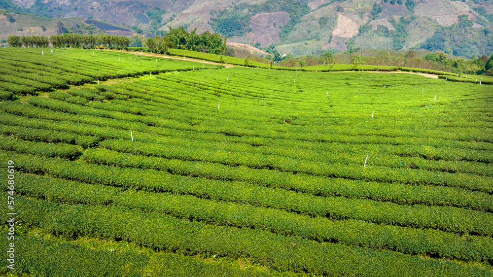 Plantation ecological tea garden.  Green tea mountain. tea plantation background. Beautiful Tea field leaf on mountain.
