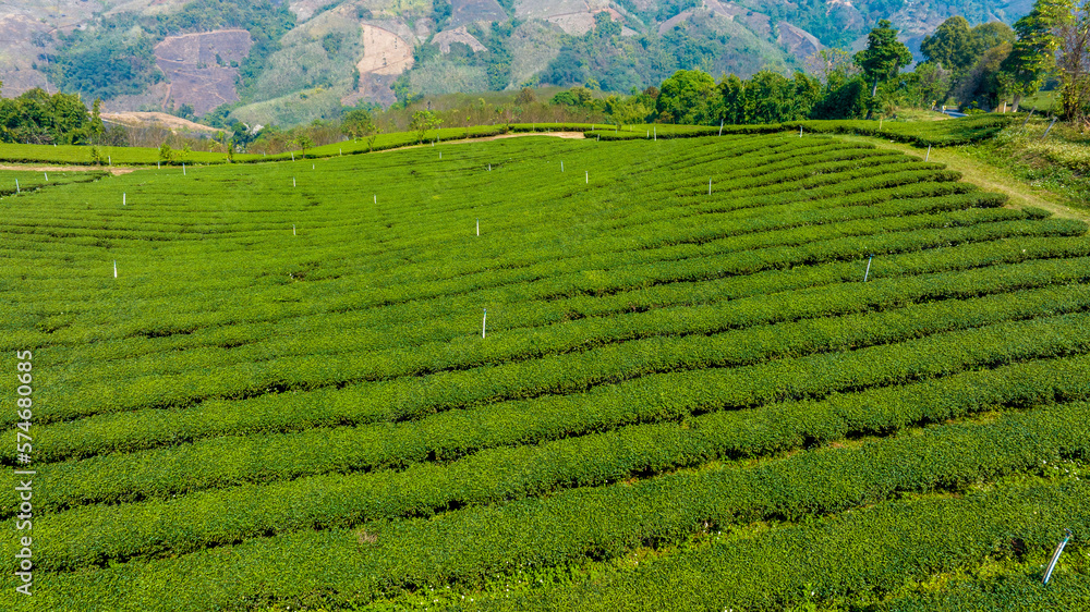 Plantation ecological tea garden. Green tea mountain. tea plantation background. Beautiful Tea field leaf on mountain.
Plantation ecological tea garden. Green tea mountain. tea plantation background. Beautiful Tea field leaf on mountain.