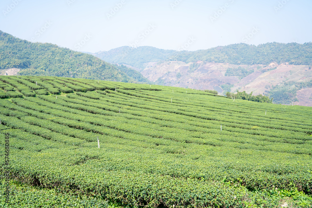 Plantation ecological tea garden. Green tea mountain. tea plantation background. Beautiful Tea field leaf on mountain.
Plantation ecological tea garden. Green tea mountain. tea plantation background. Beautiful Tea field leaf on mountain.