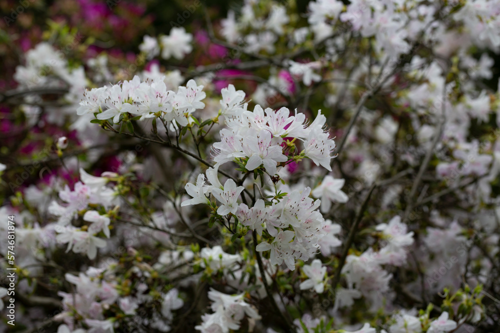 white azalea flower, top view, flower background white azalea flower, top view, flower background