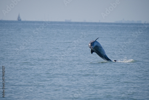 delfino (Tursiops truncatus) sequenza 03