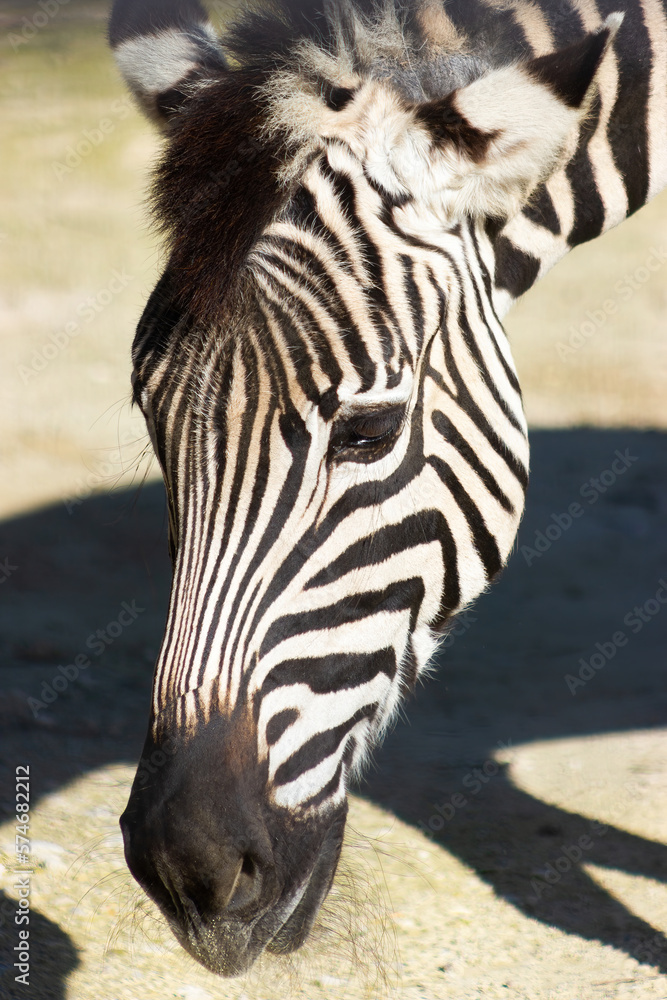 Fototapeta premium Detail of the head of a zebra