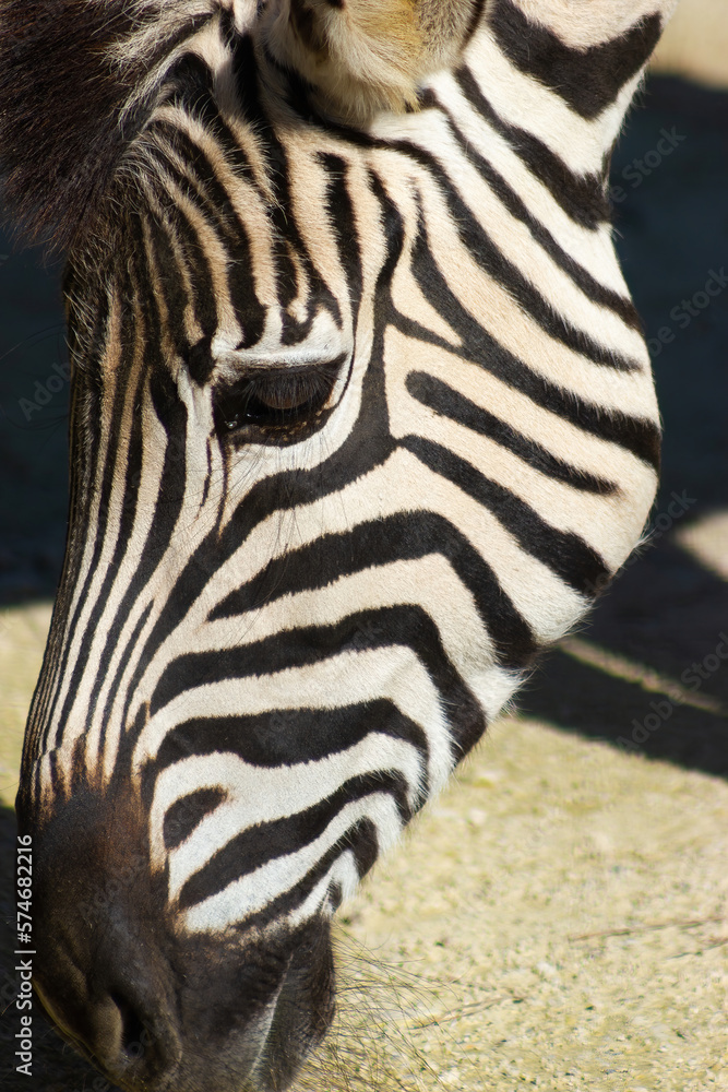 Detail of the head of a zebra Detail of the head of a zebra