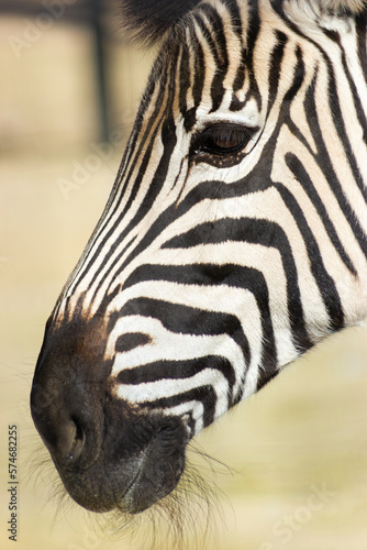 Detail of the head of a zebra