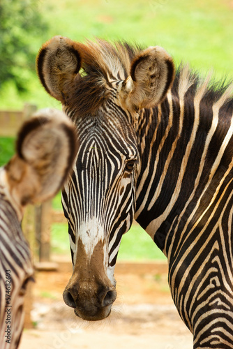 Portrait of a zebra in an animal reserve.