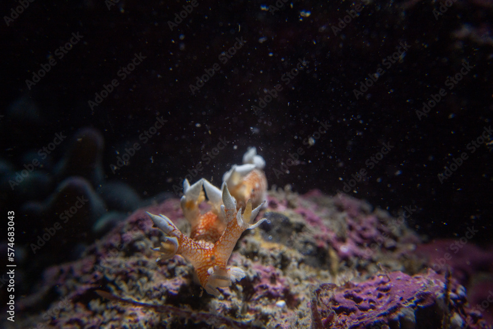 Underwater friends in beautiful Jeju Island
Underwater friends in beautiful Jeju Island