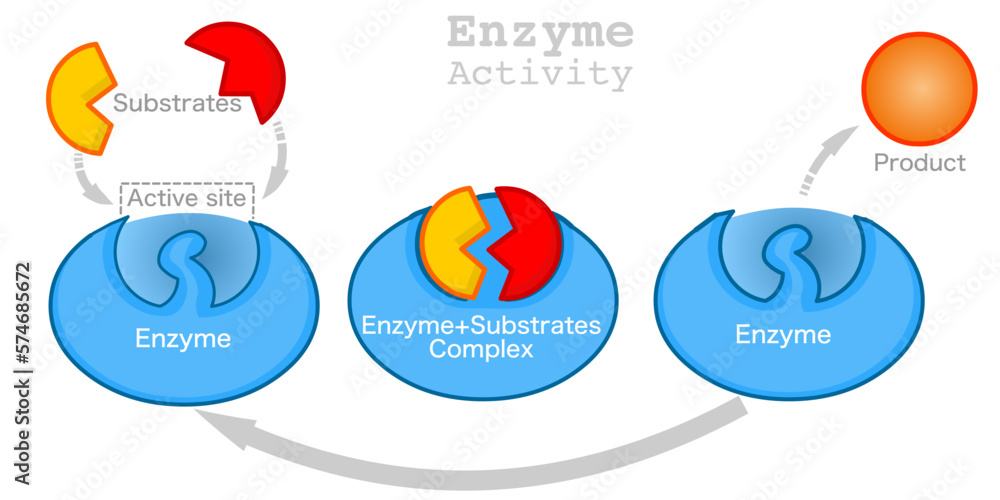 Enzyme Activity Work. Chemical Reaction Function. Catalytic Action With ...