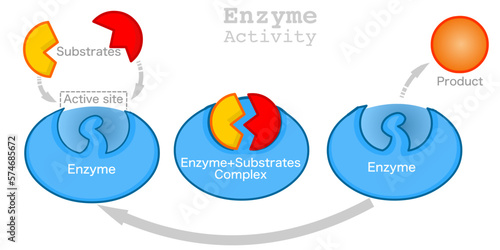 Enzyme activity work. chemical reaction function. catalytic action with substrate and product. Lock, key mechanism action. Section anatomy diagram. Complex, active site. Vector illustration photo