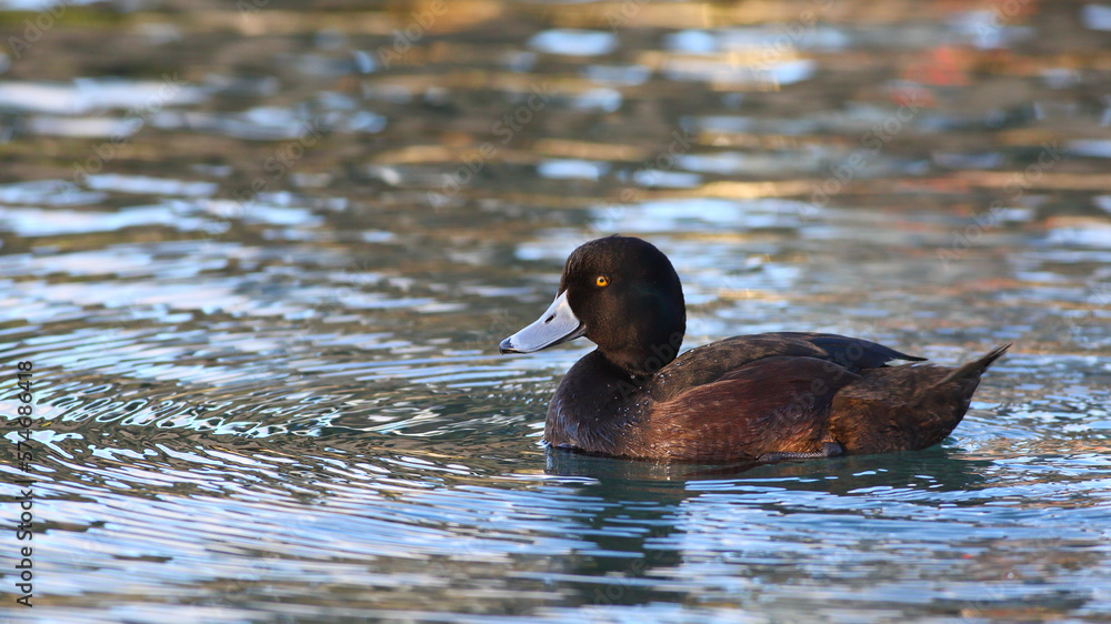 A close-up shot of an adult male New Zealand Scaup - Aythya novaeseelandiae - endemic to New Zealand, with beautiful golden eyes, swimming in the Lake Wakatipu in Queenstown, South Island, New Zealand A close-up shot of an adult male New Zealand Scaup - Aythya novaeseelandiae - endemic to New Zealand, with beautiful golden eyes, swimming in the Lake Wakatipu in Queenstown, South Island, New Zealand
