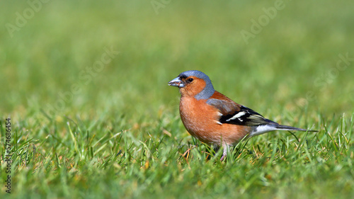 A close-up shot of a beautiful adult male Common chaffinch - Fringilla coelebs - in breeding plumage, foraging in the grass in a park, with a blurred green background, in the South Island, New Zealand