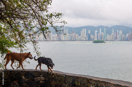 Group of dogs walking on a wall with a city in the background