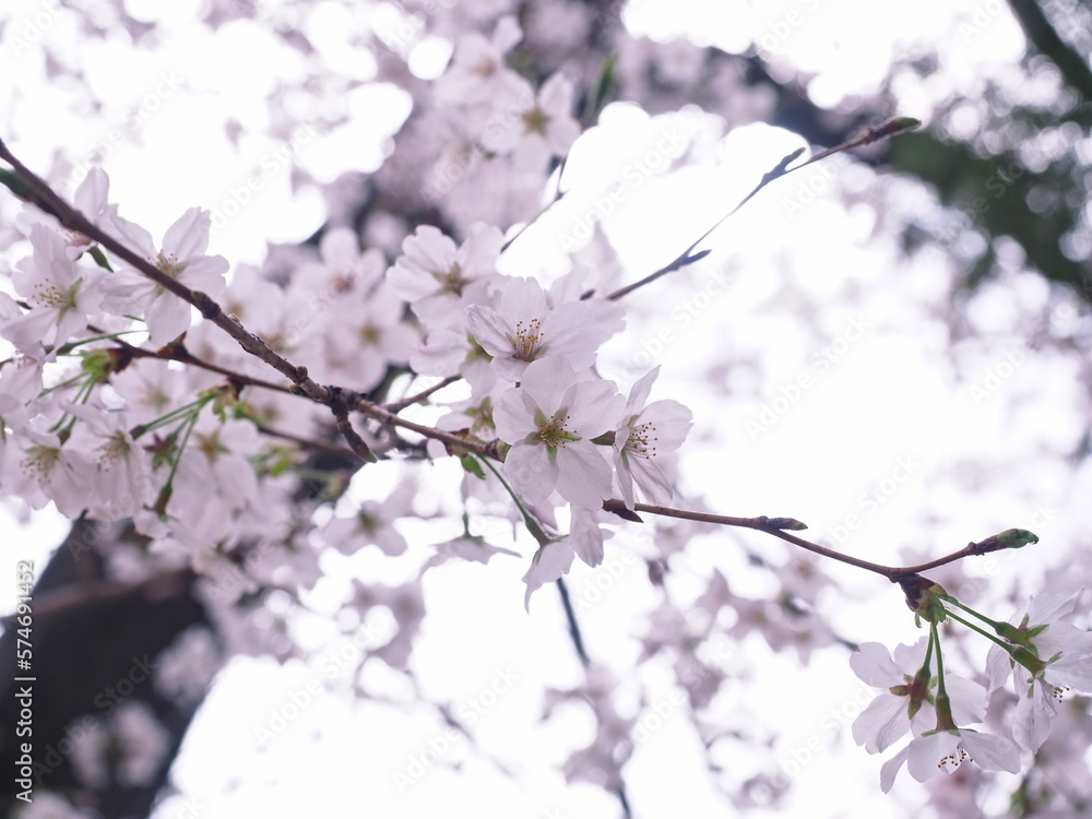 Obraz premium 桜の花のある風景