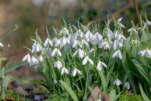 Selective focus group of white small flower  Galanthus nivalis growing on the ground  Snowdrop is the best known and most widespread of the 20 species in its genus  Galanthus  Nature floral background