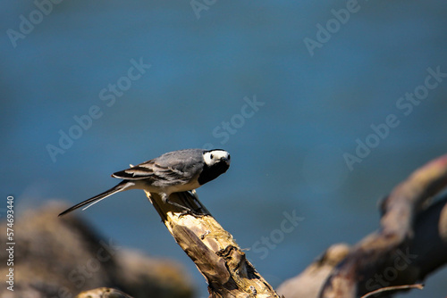 cute small white wagtail (Motacilla alba) sit on a branch. San river in background. Bieszczady National Park. Birds of Europe photo