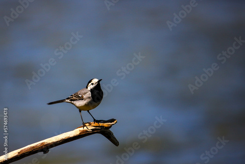 cute small white wagtail (Motacilla alba) sit on a branch. San river in background. Bieszczady National Park. Birds of Europe