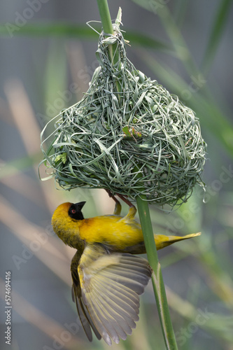 Ploceus velatus - Southern masked weaver - African masked weaver - Tisserin à tête rousse - Tisserin à front noir - Tisserin masqué photo