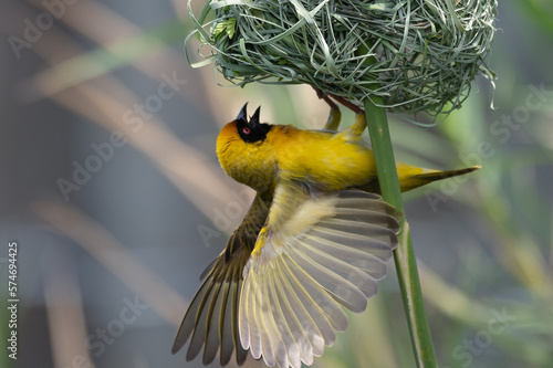 Ploceus velatus - Southern masked weaver - African masked weaver - Tisserin à tête rousse - Tisserin à front noir - Tisserin masqué photo