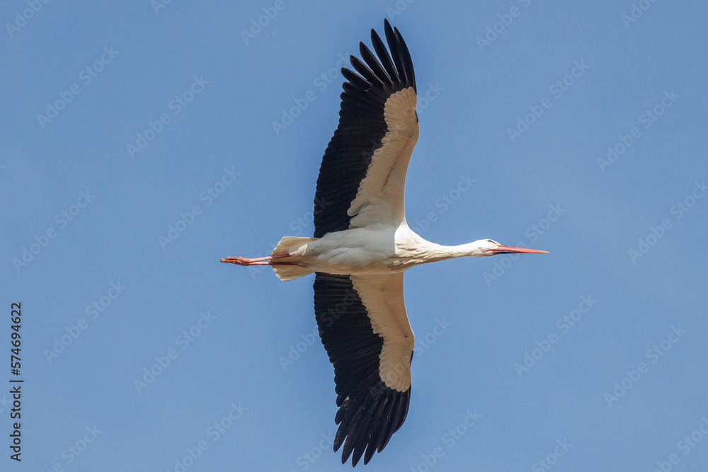 Fototapeta premium Stork in flight during migration
