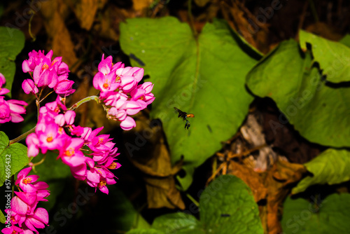  Tiny bee flying toward the flowers