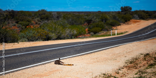 dead kangaroo lying by the side of the road in the Australian outback; wild animal hit by car in australia, road accident with kangaroo photo