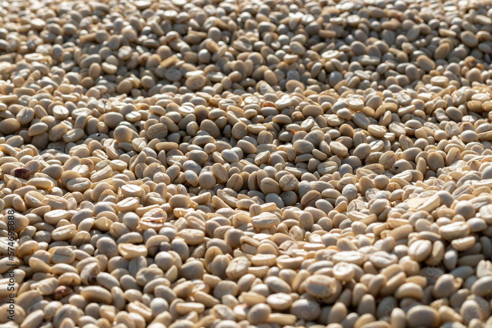 Obraz premium background of large amount of coffee beans that are harvested and then sun dried is one of processes for producing coffee beans to be roasted and packaged into roasted coffee bean products for sale.