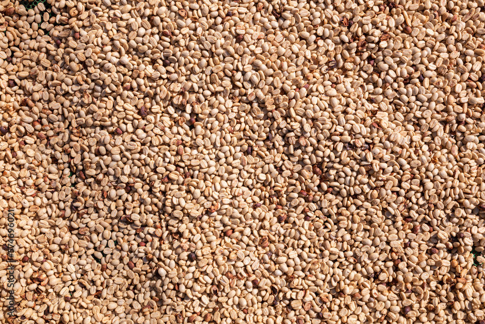 background of large amount of coffee beans that are harvested and then sun dried is one of processes for producing coffee beans to be roasted and packaged into roasted coffee bean products for sale. background of large amount of coffee beans that are harvested and then sun dried is one of processes for producing coffee beans to be roasted and packaged into roasted coffee bean products for sale.