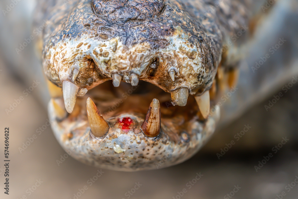 Fototapeta premium Lips and teeth of an Amazonian crocodile