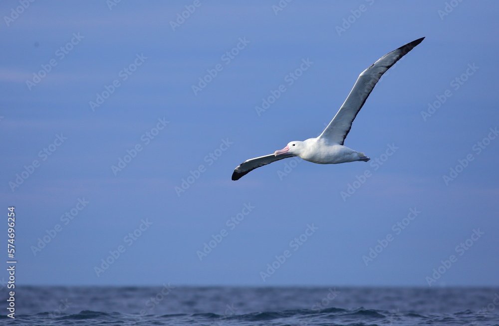 Adult Southern Royal Albatross (Diomedea epomophora) in flight, with blue sky and blue sea background, the largest wingspan in the world, off Taiaroa Head, Otago Peninsula, South Island, New Zealand Adult Southern Royal Albatross (Diomedea epomophora) in flight, with blue sky and blue sea background, the largest wingspan in the world, off Taiaroa Head, Otago Peninsula, South Island, New Zealand